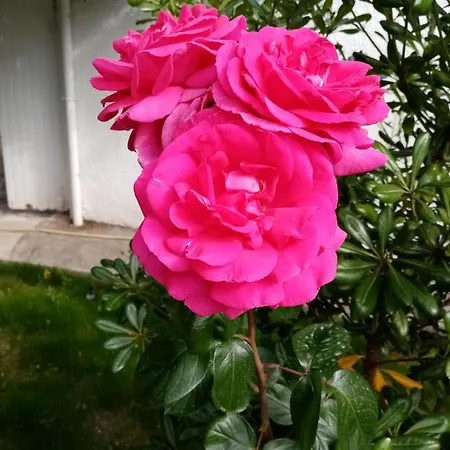 Couette-café Le Flamant Rose