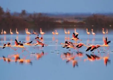Le Flamant Rose Couette-café Salin-de-Giraud